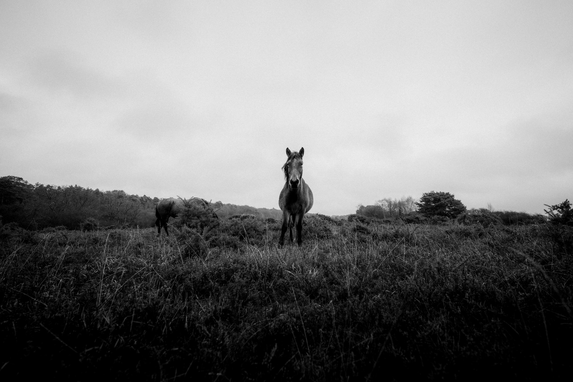 Moody horse in the countryside. Grayscale.